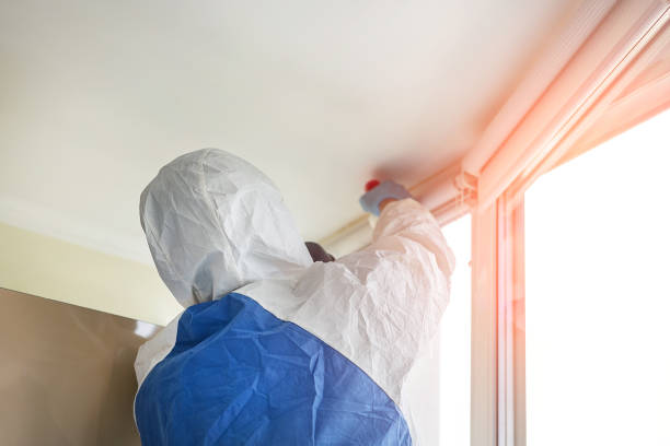 Best Mold Damage Restoration  in Saline, MI