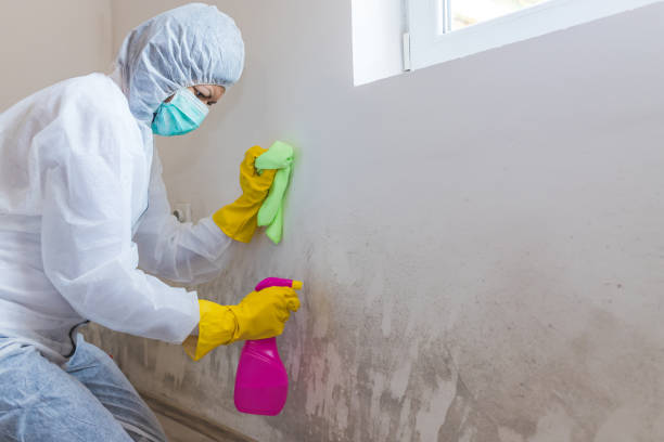 Why You Should Choose Our Mold Remediation Services in Saline, MI